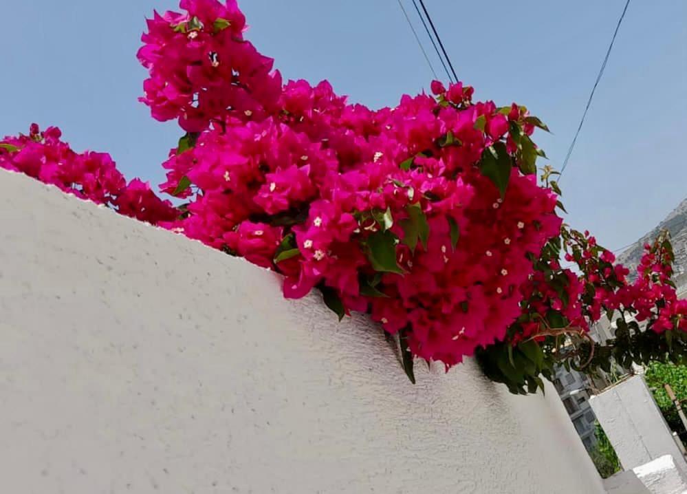 Niko Apartament Sarandë エクステリア 写真